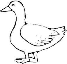 Ente.jpg